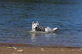 SIBERIAN HUSKY 564